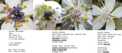Eranthis Petalen Vergleich