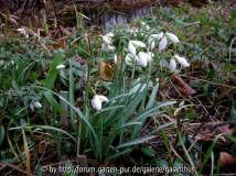 Galanthus 'Lapwing'
