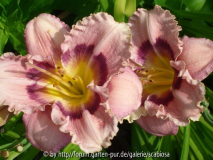 Hemerocallis 'Sachsen Purple Eye'