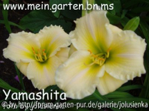 yamashita,hemerocallis