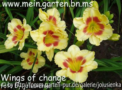 wings of change,hemerocallis