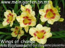 wings of change,hemerocallis