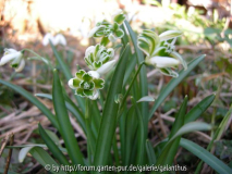 Galanthus nivalis 'Blewbury Tart'