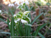 Galanthus nivalis 'Blewbury Tart'