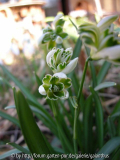 Galanthus nivalis 'Blewbury Tart'