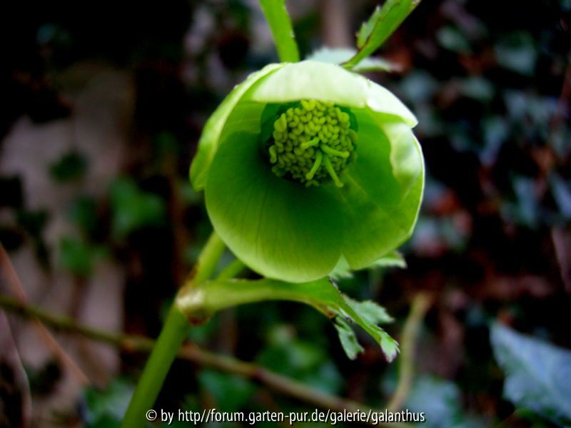 Helleborus viridis