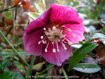 Helleborus x hybridus Early Purple Gruppe