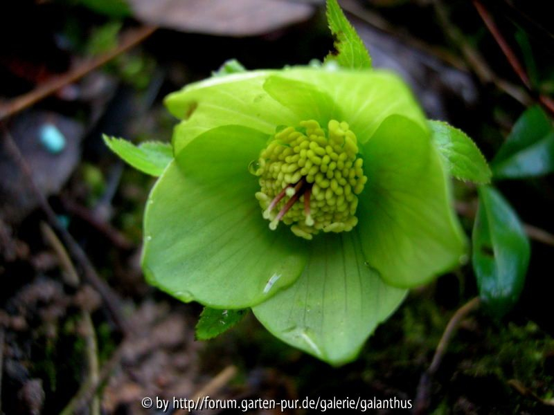 Helleborus multifidus
