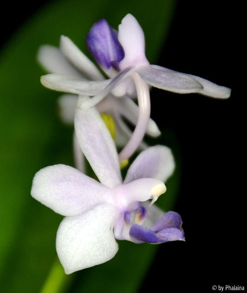 Phal. Tzu Chiang Sapphire