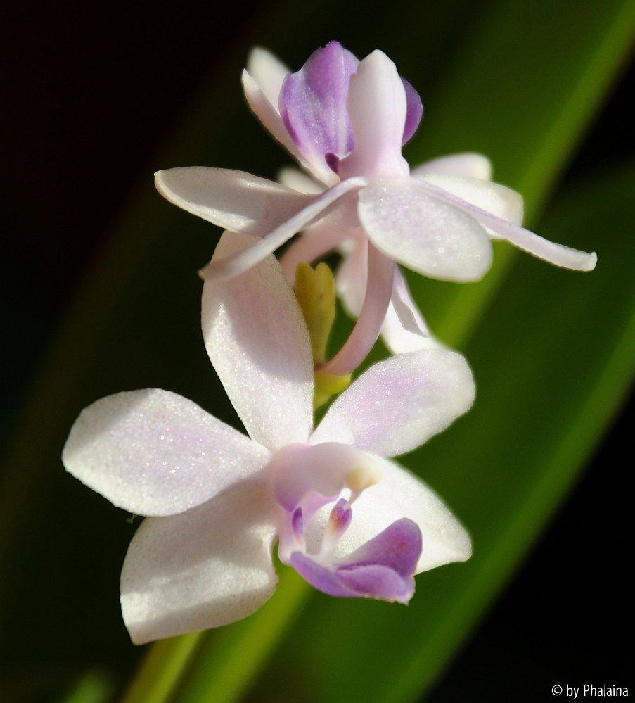 Phal. Tzu Chiang Sapphire