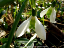 Galanthus 'Lapwing' 26. 1.2012
