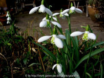 Galanthus 'Lapwing' 12. 2. 2011
