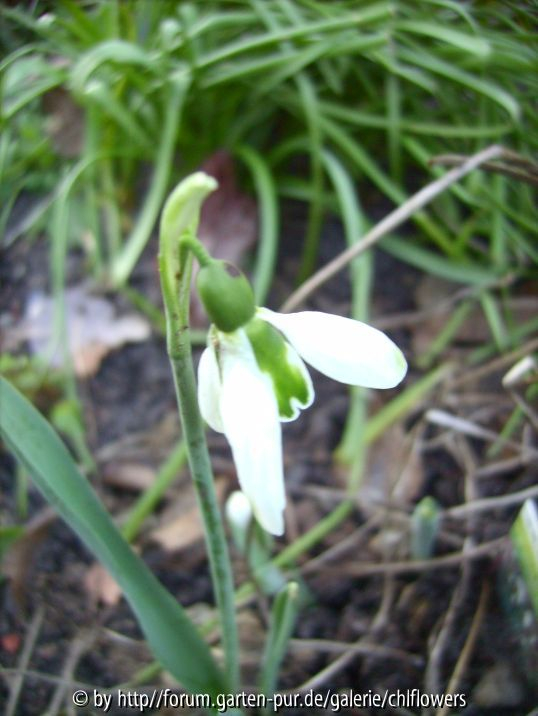 Galanthus elw. green tipped-1