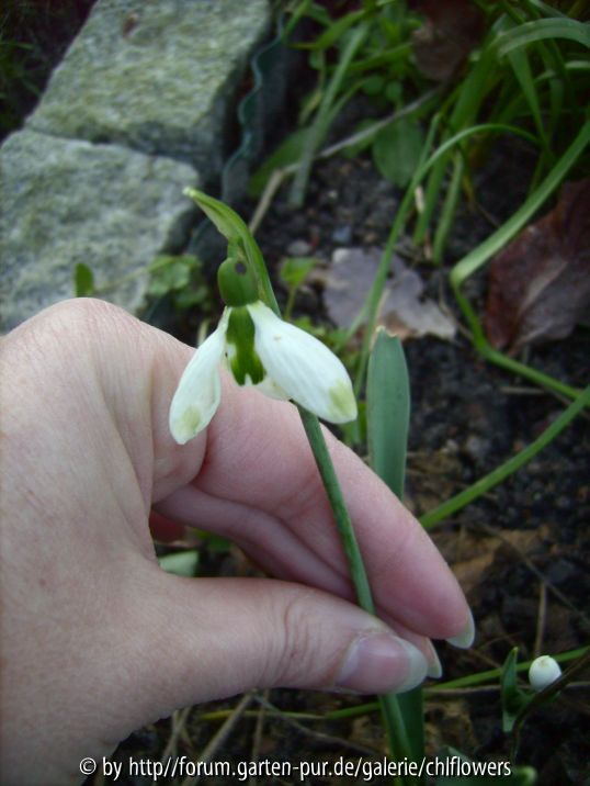 Galanthus elw. green tipped-2