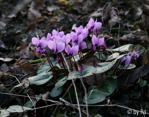 Cyclamen coum