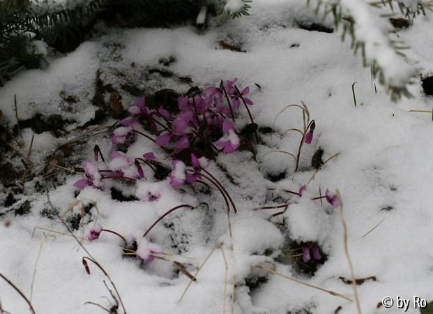 Cyclamen im Schnee