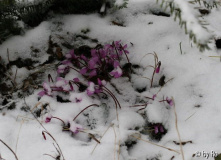 Cyclamen im Schnee