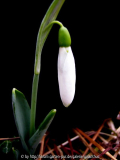 Galanthus elwesii 'Kencot Kali'