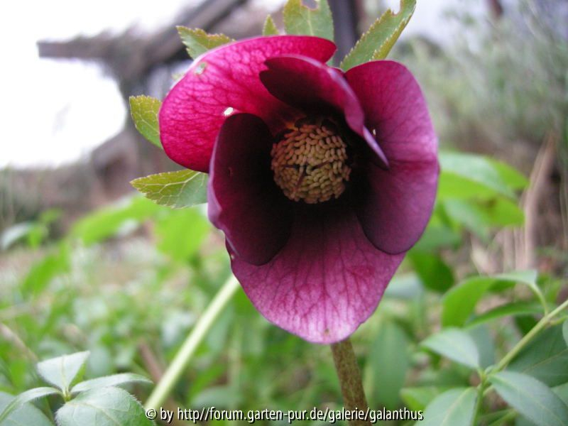 Helleborus x hybridus 29. 1. 2012
