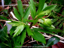 Helleborus occidentalis