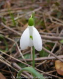 Galanthus 'Melvillei'