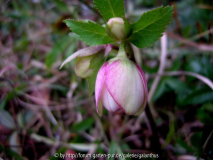 Helleborus x hybridus Sämling von H. odorus