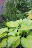 Hosta 'Stained Glass', duftend