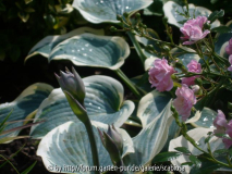 Hosta 'First Frost' sonnenverträglich