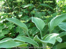 Hosta 'Tom Schmidt'