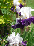 Tall Bearded Iris Smlg.