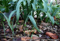 Galanthus elwesii monostictus_12-02-04_S