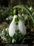 Galanthus elwesii 'Lodestar'