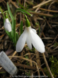 Galanthus nivalis 'Henry's White Lady'