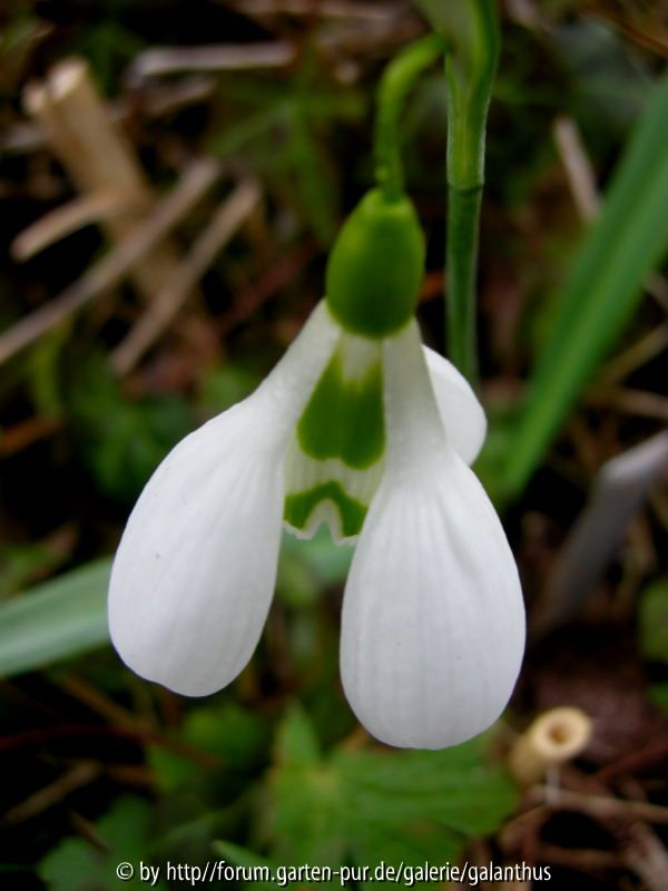 Galanthus plicatus subspec. byzantinus