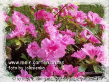 in meinem blumenkasten-foto by jolusienka