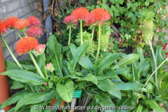 Blutblume