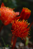 Haemanthus 2