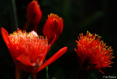 Haemanthus 1