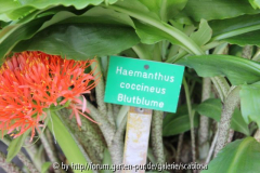 Blutblume falsch