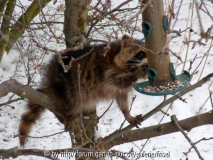 Waschbär an Futtersäule