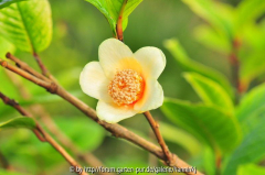 Camellia impressinervis 2012