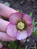 Helleborusblüte, a 18.02.2006