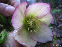 Helleborusblüte, b 18.02.2006