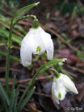 Galanthus nivalis flore pleno (im Profil