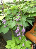 BILD0876.JPG