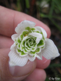 Galanthus nivalis flore pleno (von unten