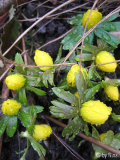 Eranthis hyemalis 18.02.2006