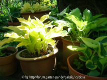 Hosta 'Ophir' 'Fire Island', 'Sagae' etc