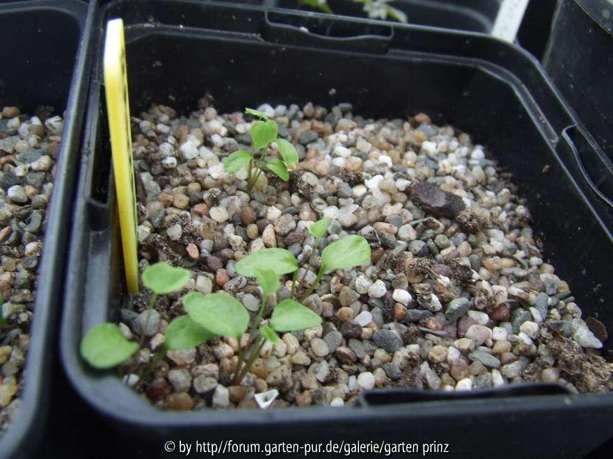 Jeffersonia dubia alba seedlings
