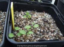 Jeffersonia dubia alba seedlings